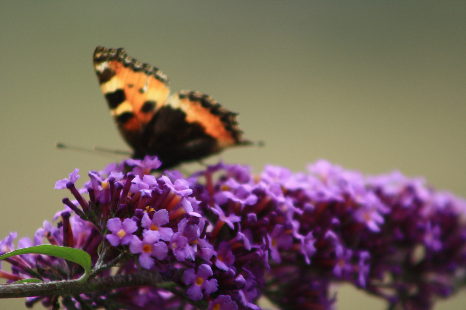 Schmetterling auf Flieder