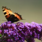 Schmetterling auf Flieder