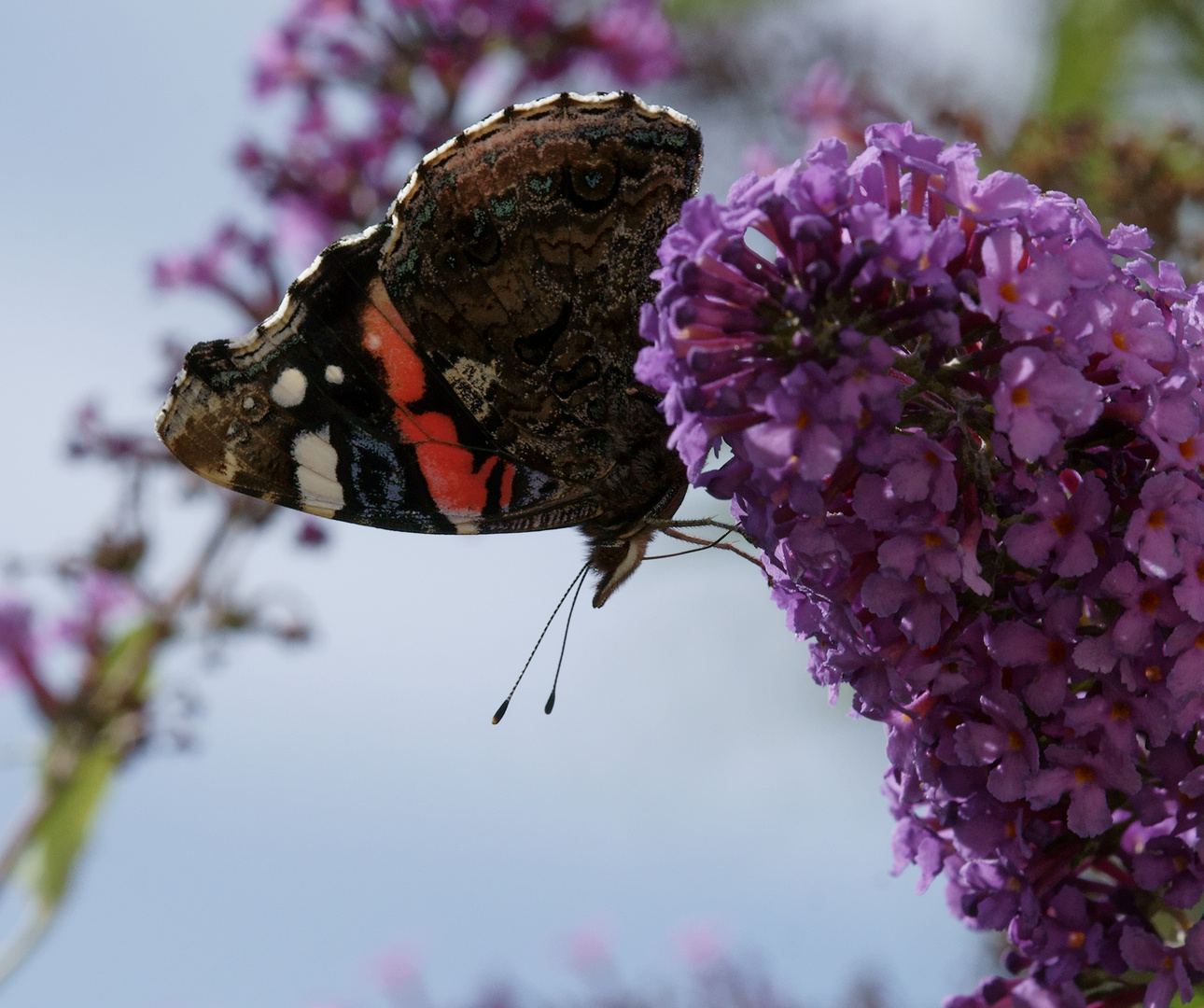 Schmetterling auf Flieder, zugeschnitten