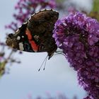 Schmetterling auf Flieder, zugeschnitten