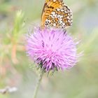 Schmetterling auf Flockenblume