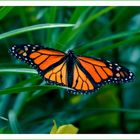 Schmetterling auf Fuerteventura...