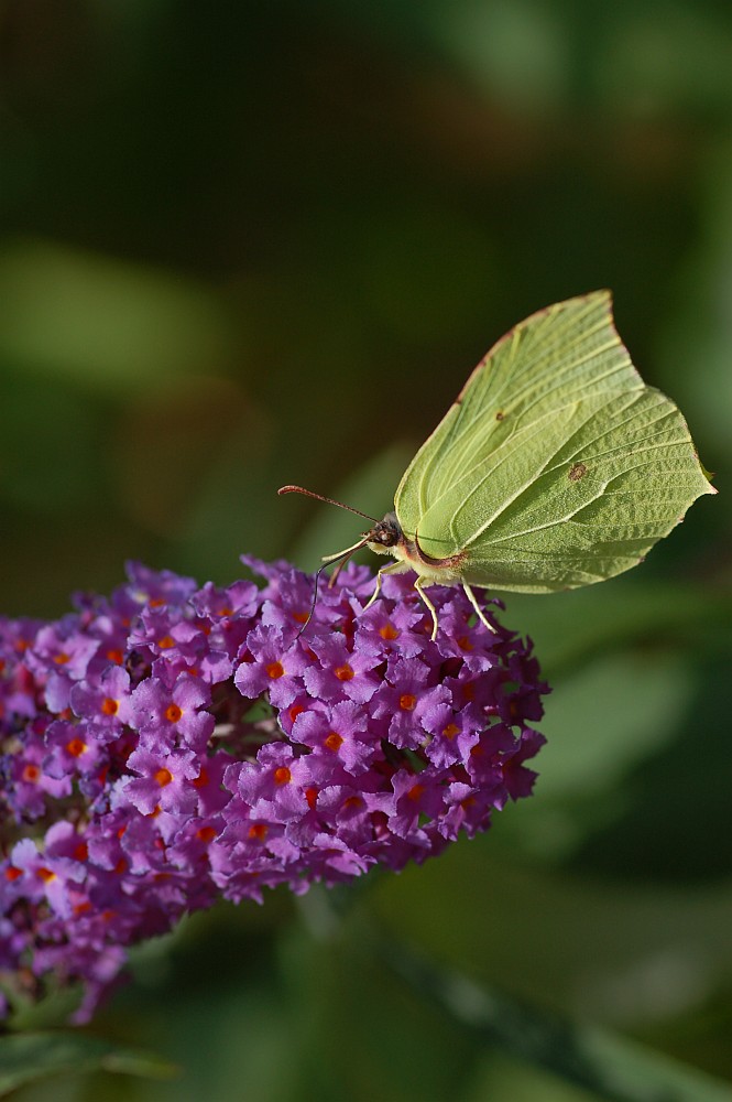 Schmetterling auf Futtersuche