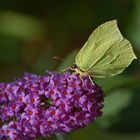 Schmetterling auf Futtersuche