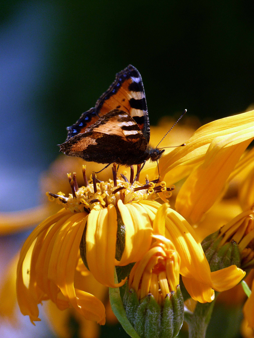 Schmetterling auf gelben Sonnenhut