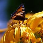 Schmetterling auf gelben Sonnenhut
