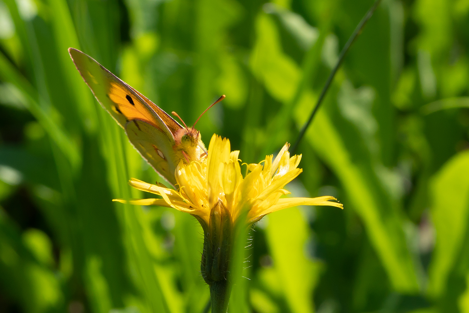 Schmetterling auf gelber Blüte 2