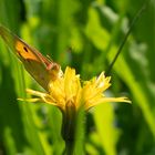 Schmetterling auf gelber Blüte 2