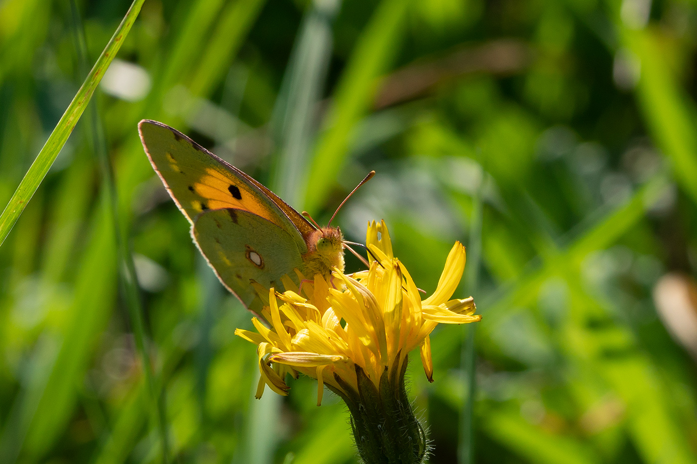 Schmetterling auf gelber Blüte