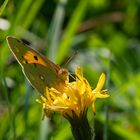 Schmetterling auf gelber Blüte