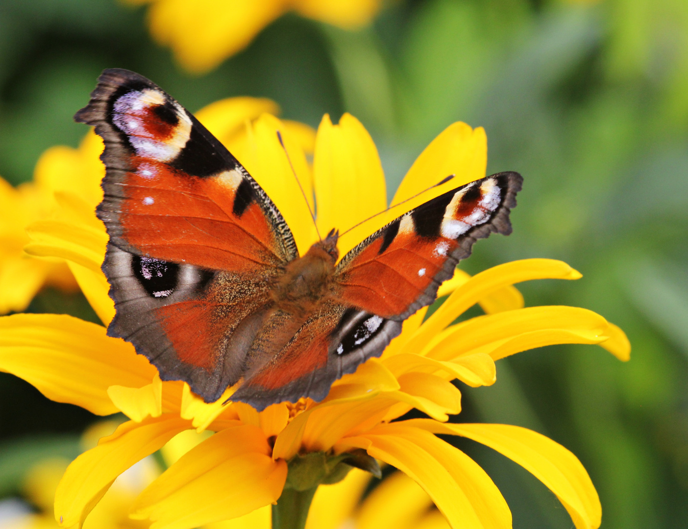 Schmetterling auf gelber Blüte