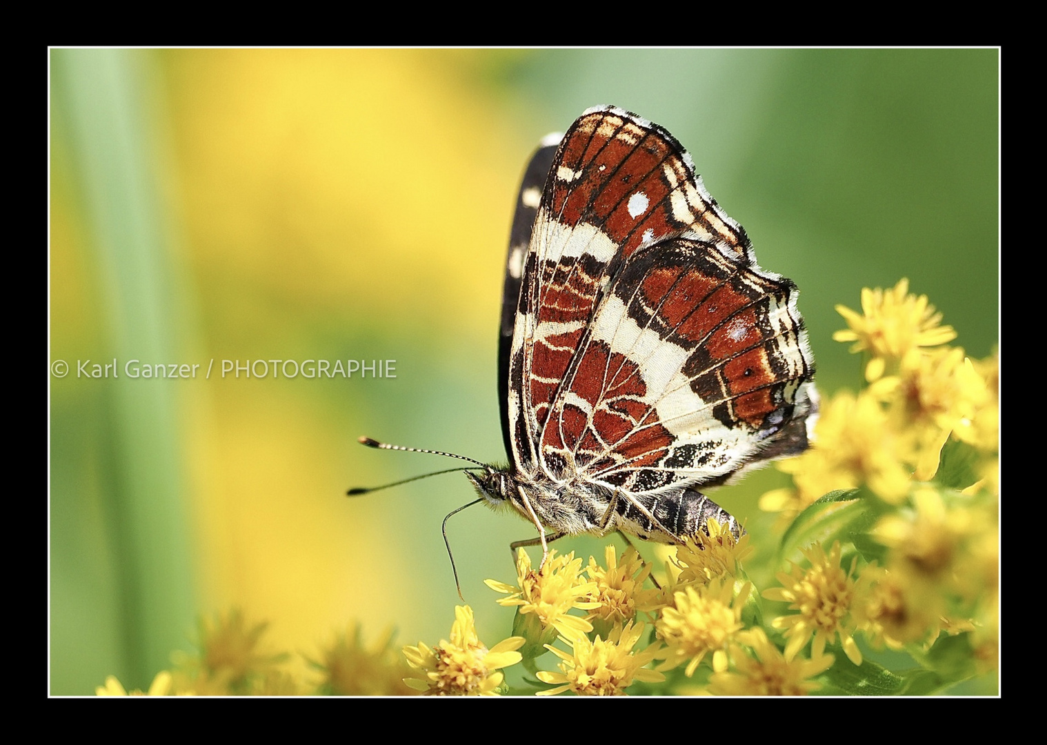 Schmetterling auf gelber Blüte