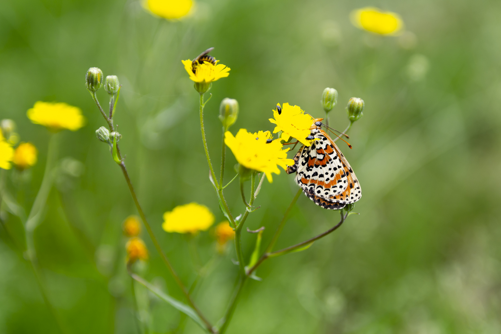 Schmetterling auf gelber Blume