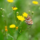 Schmetterling auf gelber Blume