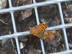 Schmetterling auf Gitter