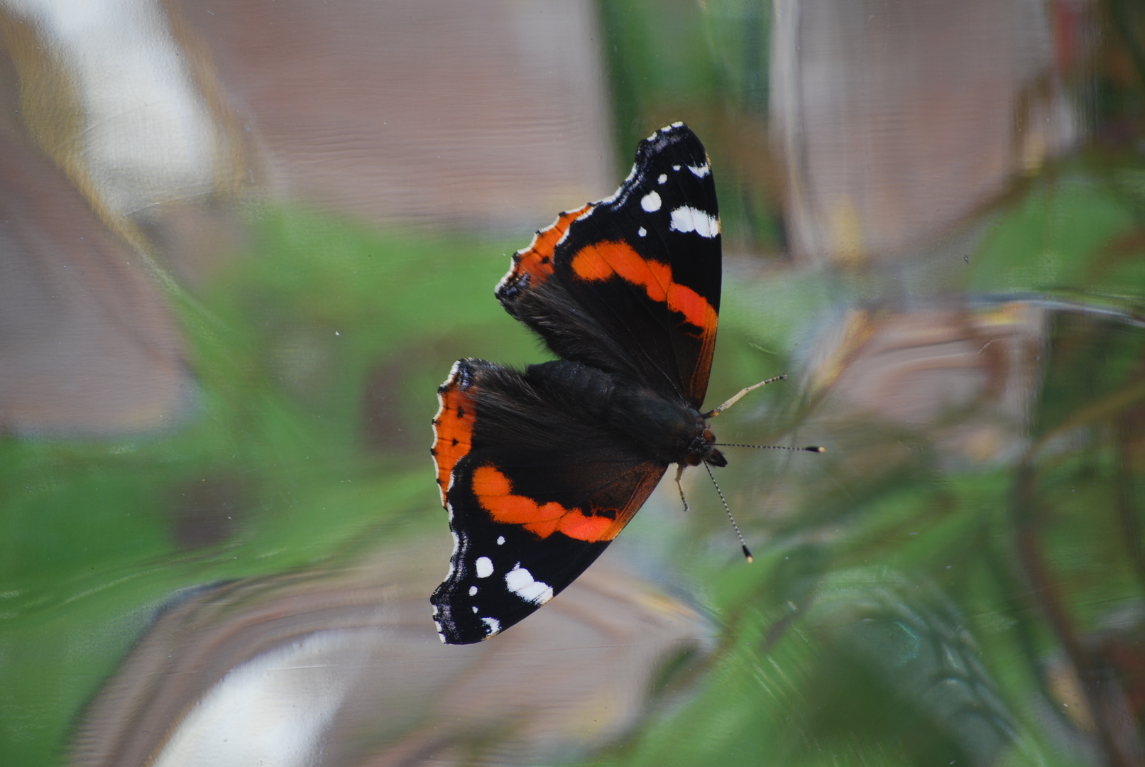 Schmetterling auf Glasbau