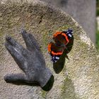 Schmetterling auf Grabstein