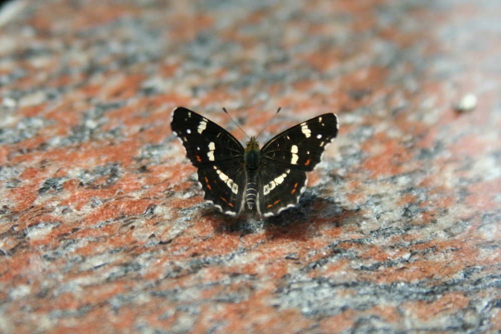 Schmetterling auf Granit