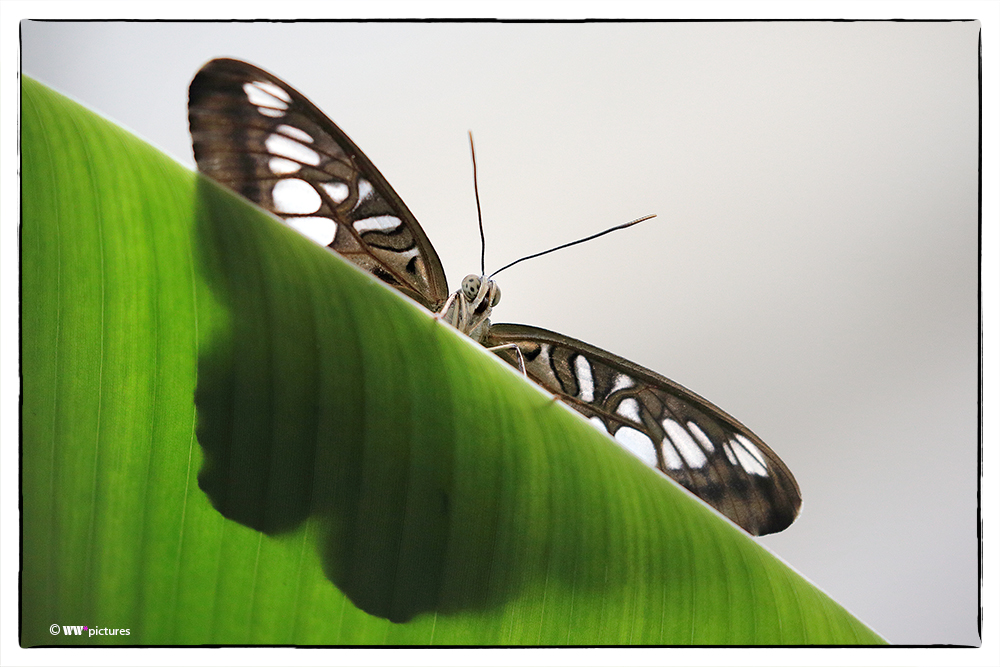 Schmetterling auf Grün vor Weiß