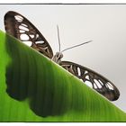 Schmetterling auf Grün vor Weiß