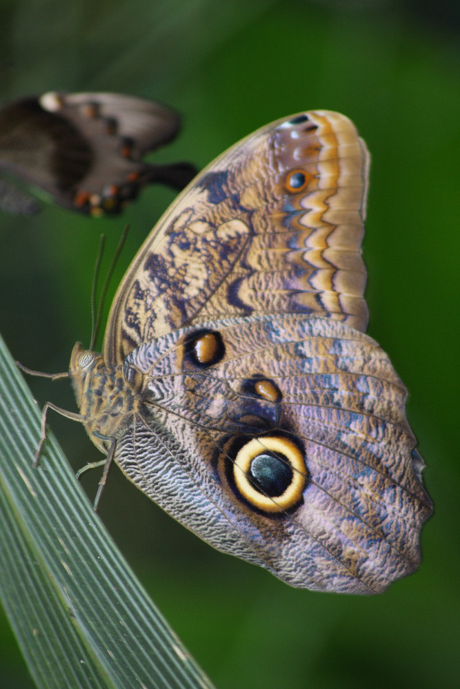 Schmetterling auf Halm