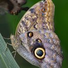 Schmetterling auf Halm