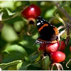 Schmetterling auf Heckenrosen