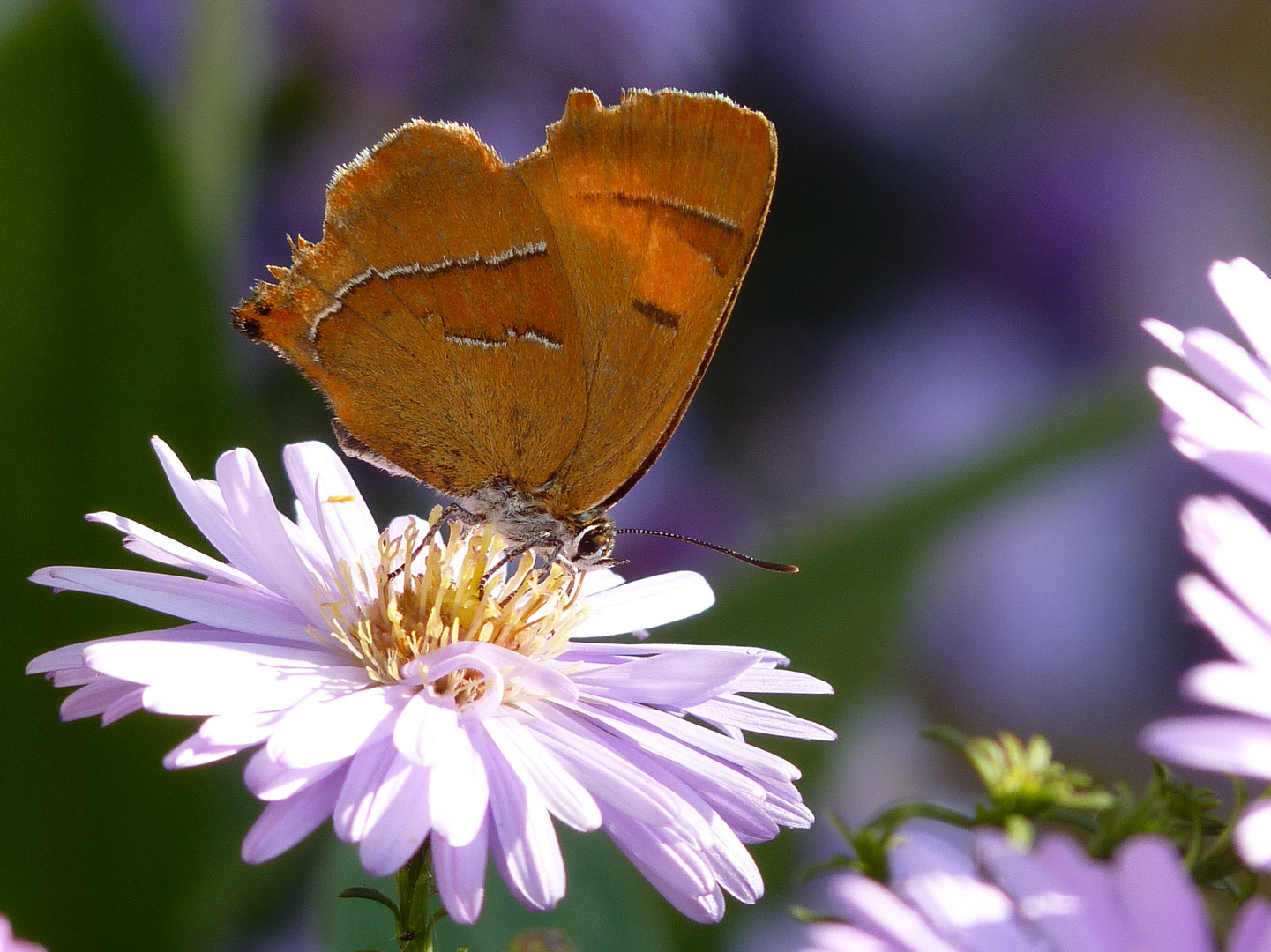 Schmetterling auf Herbstaster