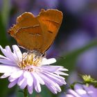 Schmetterling auf Herbstaster