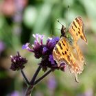 Schmetterling auf Herbstblüte