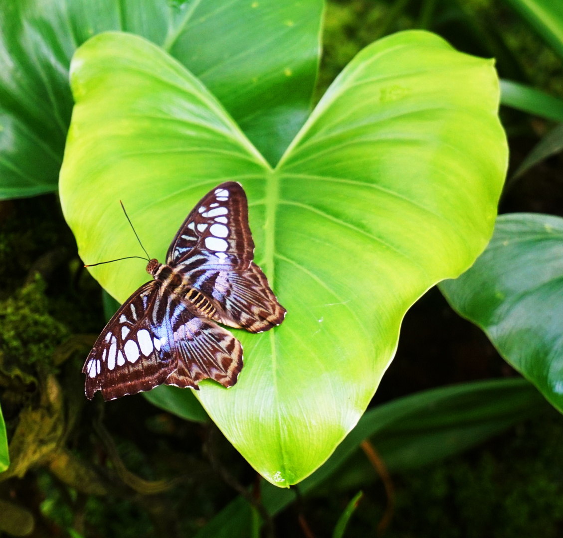 Schmetterling auf Herzblatt