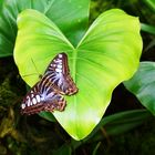 Schmetterling auf Herzblatt