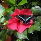 Schmetterling auf Hibiskus