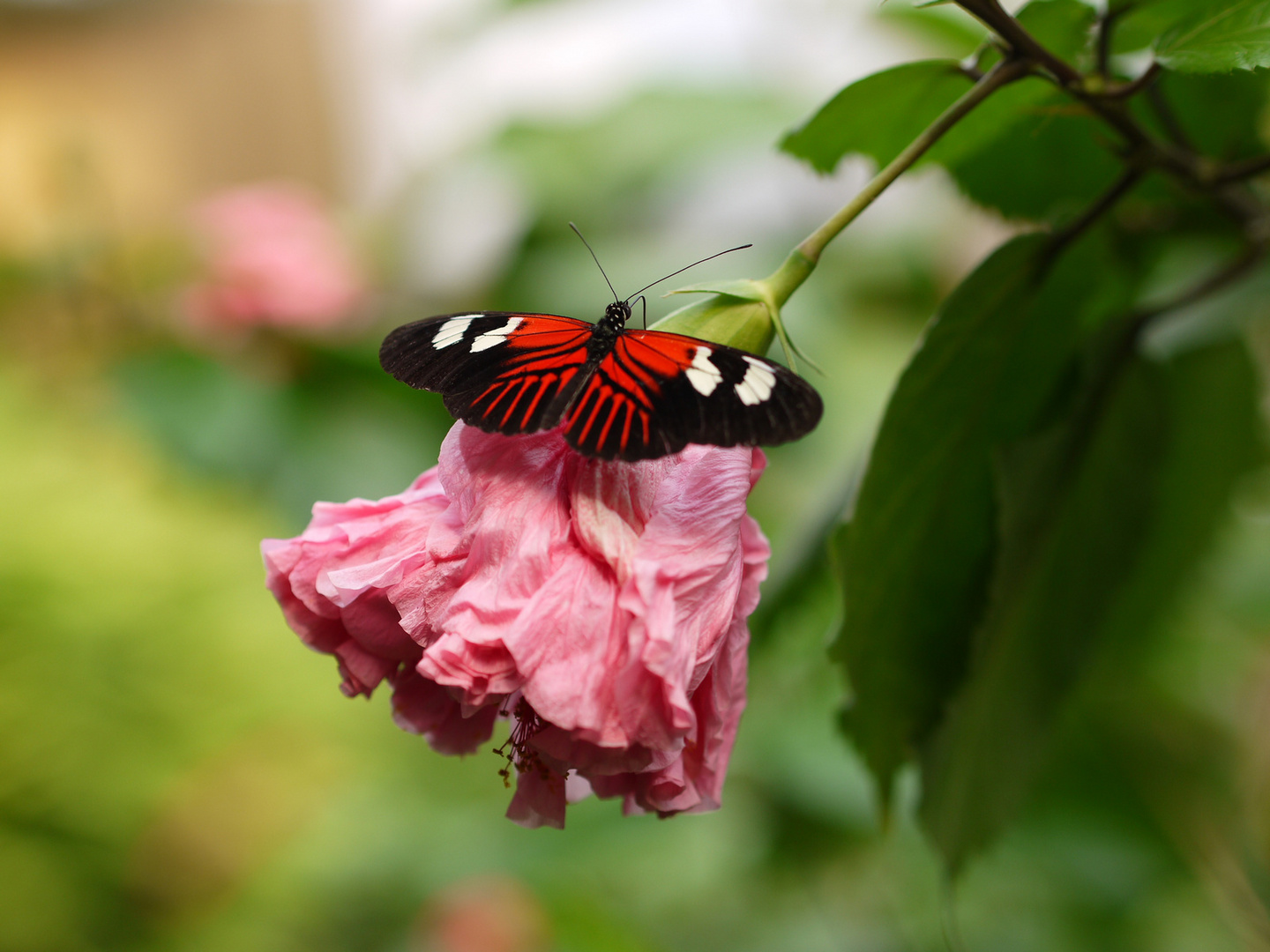 Schmetterling auf Hibiskus