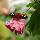 Schmetterling auf Hibiskus