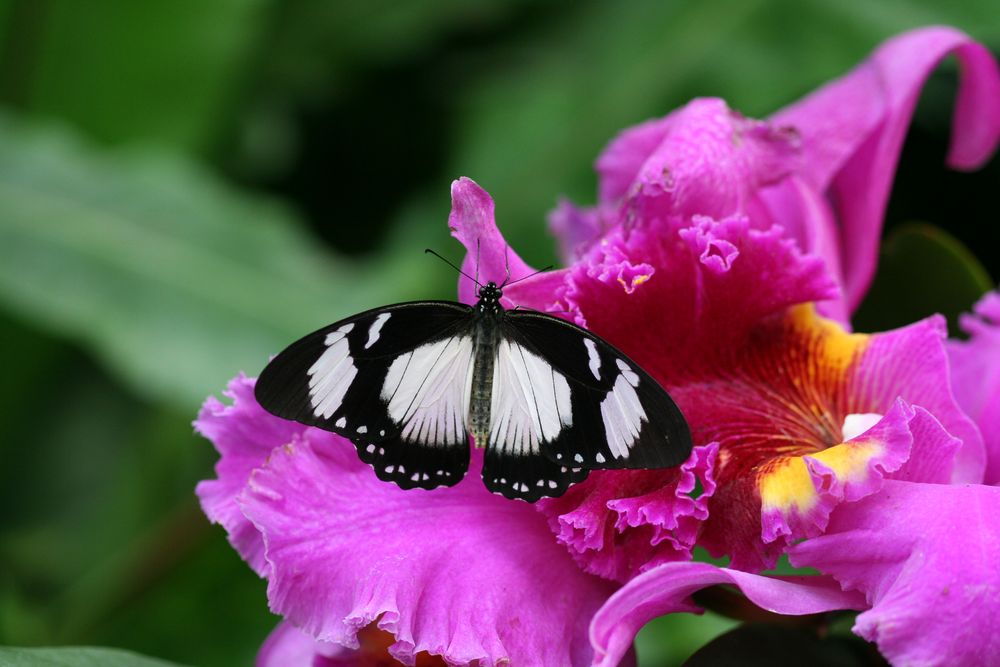 Schmetterling auf Hibiskusblüte