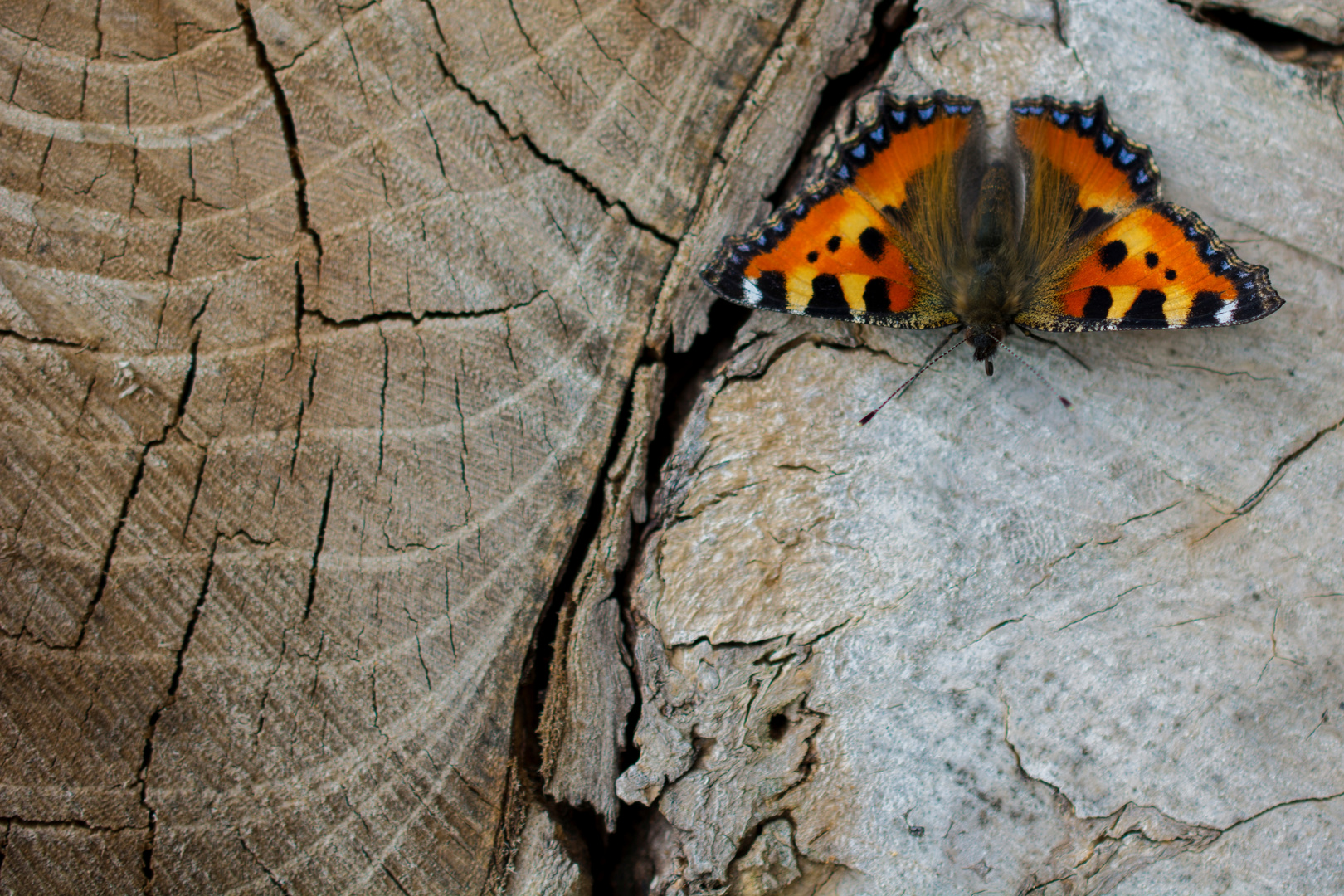 Schmetterling auf Holz