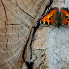 Schmetterling auf Holz