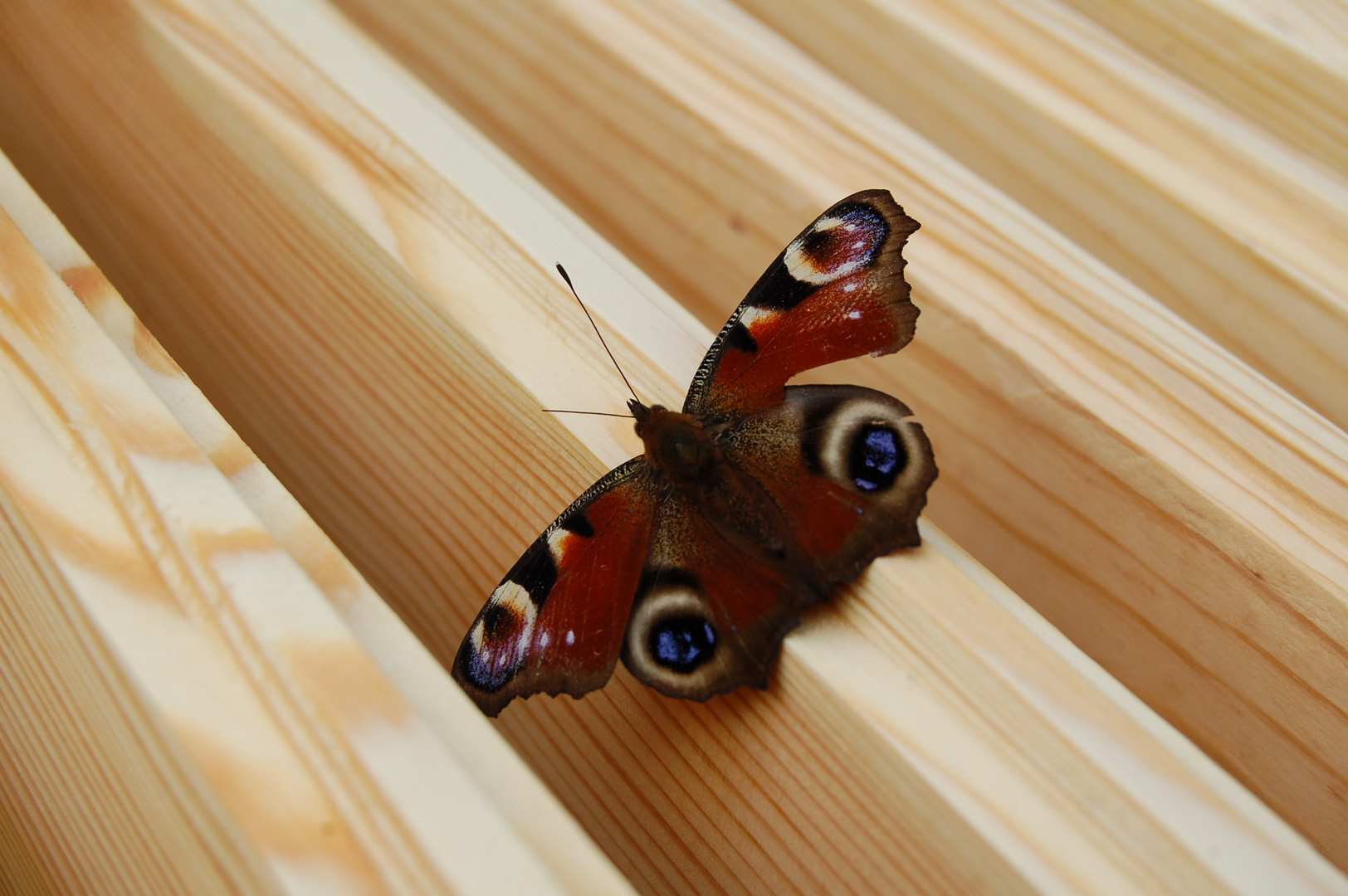 Schmetterling auf Holz