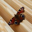 Schmetterling auf Holz