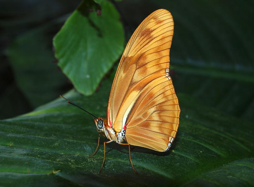 Schmetterling auf Insel Mainau