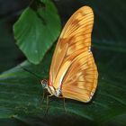 Schmetterling auf Insel Mainau