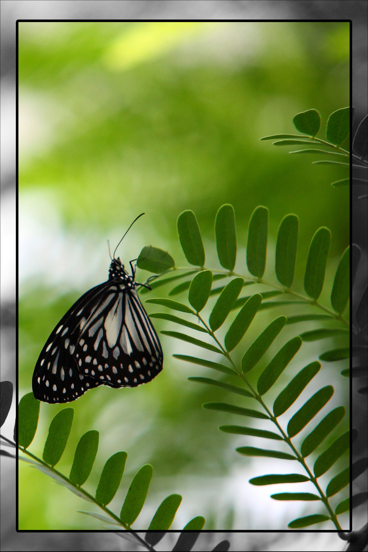 Schmetterling auf Insel Mainau