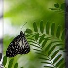 Schmetterling auf Insel Mainau