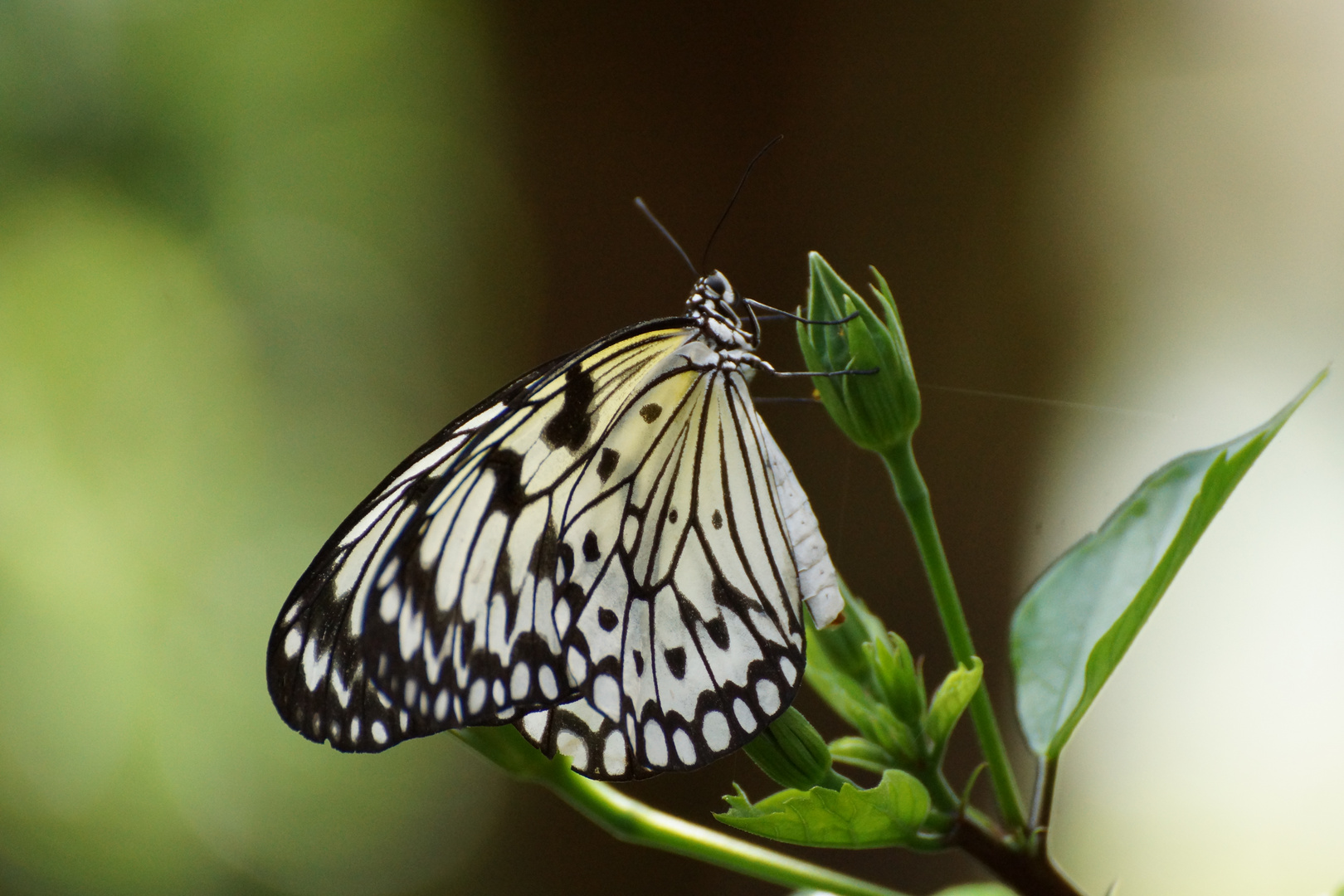 Schmetterling auf Insel Mainau