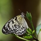 Schmetterling auf Insel Mainau