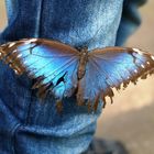 Schmetterling auf Jeans