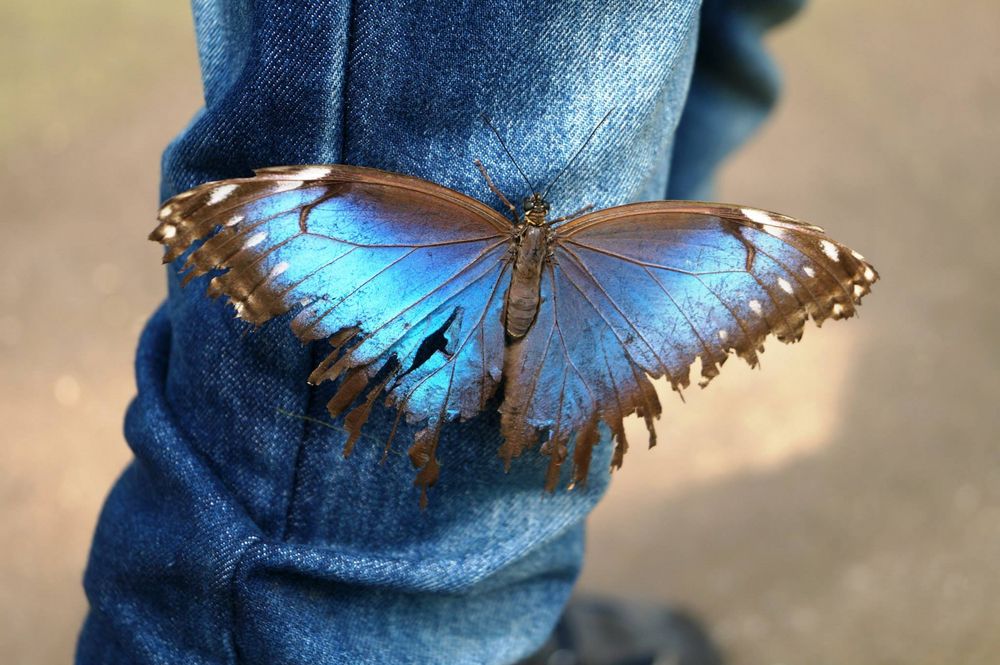 Schmetterling auf Jeans