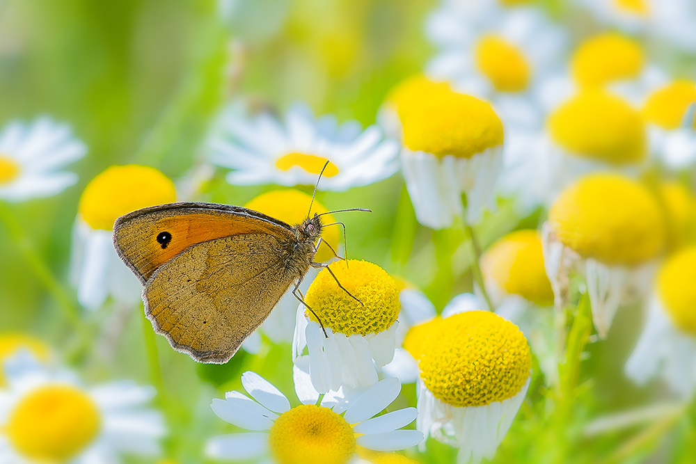 Schmetterling auf Kamille