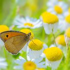 Schmetterling auf Kamille